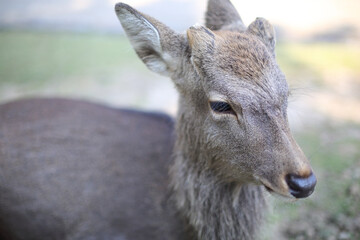 奈良公園の鹿
