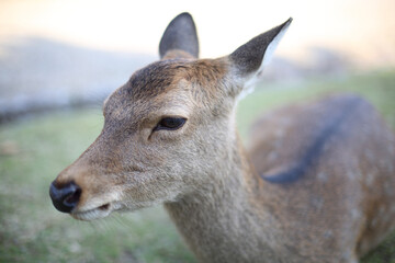 奈良公園の鹿