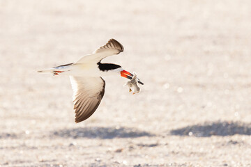 A sad photo showing a natural behavior that might be encouraged by stressors: 
A black skimmer (Rynchops niger) commits infanticide—killing a chick from its colony on Lido Beach, Florida. - obrazy, fototapety, plakaty