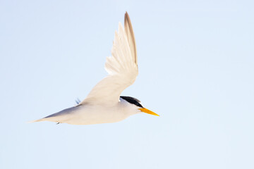 Obraz premium Least tern (Sternula antillarum) in flight over south Lido Beach, Florida