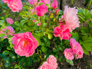 pink roses in garden - floral greeting card