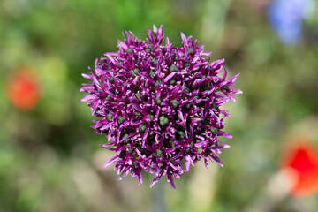 Close up der Blüte vom schwarzpurpurnen Lauch