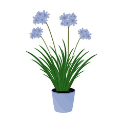 Agapanthus plants in flower pot isolated on white. Agapanthus plant home care and cultivation. African Lily in flat illustration. Indoor plant for home, office, premises decor. House plant Vector
