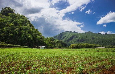 landscape with a field of wheat