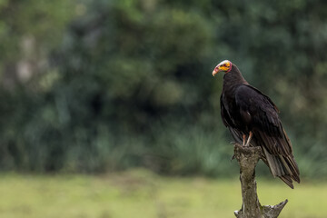 Lesser Yellow-headed Vulture