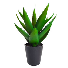 Houseplant in pot isolated on white background. Artificial aloe stylish black pot