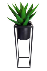 Houseplant in pot isolated on white background. Artificial aloe stylish black pot