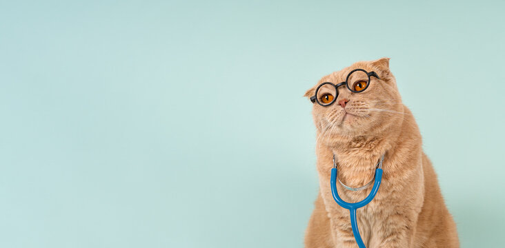 Portrait of a cute scottish fold cat wearing stethoscope and glasses and looking at copy space. Vet doctor cat banner. Pet health care web line. Veterinary clinic, medicines for pets banner