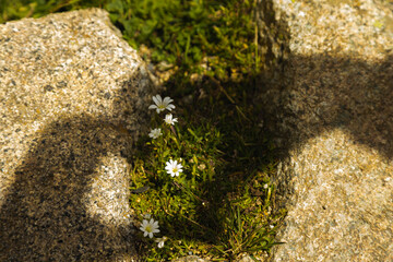 flore amor