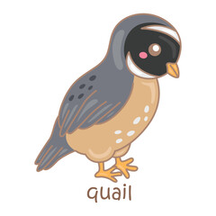 Alphabet Q For Quail Vocabulary School Lesson Reading Writing Illustration Vector Clipart Cartoon