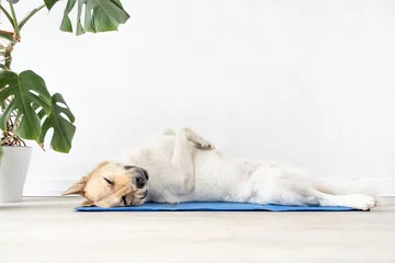 Poster Cute mixed breed dog lying on cool mat looking up on white wall background © dark_blade