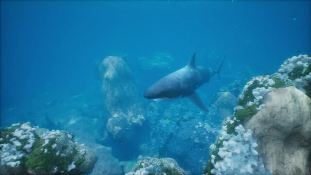 coral reef and a massive white shark in sight