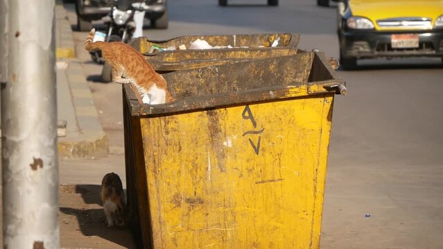 Cats Climb on Garbage Containers on the City Street