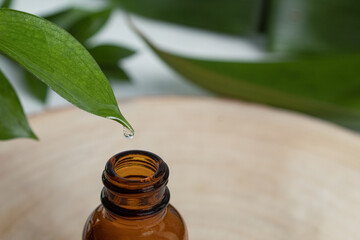 A drop of oil runs down a green leaf, close-up