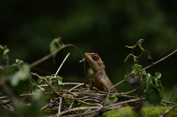 Lizard in tree