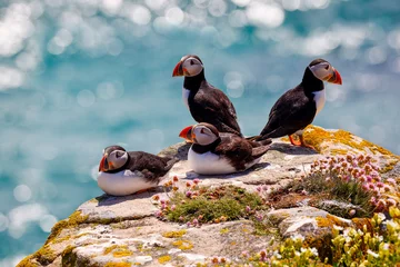Atlantic Puffins on rocks, overlooking sparkling sea at Saltee Islands, Wexford, Ireland. Four birds "Fratercula arctica" also "Common Puffin" or Puffin