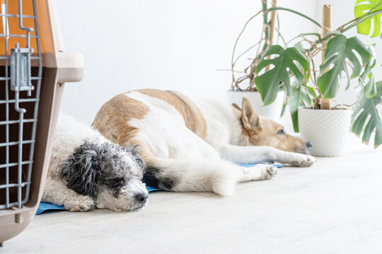Cute mixed breed dog lying on cool mat looking up on white wall background