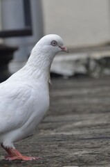 white dove in the park