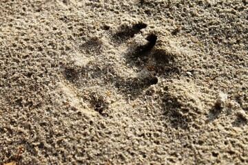 A clear footprint (imprint) of a large dog's paw, on wet sand after rain.