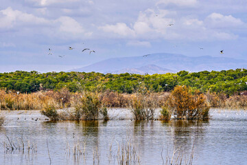 Clot de Galvany Natural Park. Important wetland in Valencian Community. Located in Elche, Alicante province,Spain.