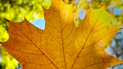 Fototapeta na wymiar Macro shot of sun shining through yellow maple tree leaf over blue sky and autumn trees