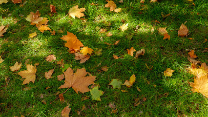 Green grass lawn covered with yellow and red tree leaves in autumn park