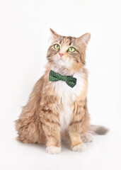 Portrait of a Cat with a green butterfly on a light background. Animal background. Isolated Kitten in on white background. Beautiful funny Kitten with a red bow tie. Cat posing at camera. Animal theme