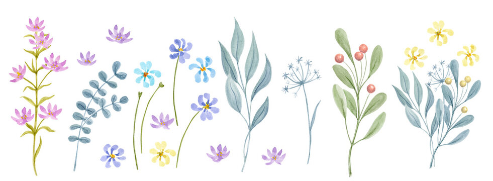 Set meadow and field greenery and flowers. Hand drawn watercolor botanical painting. Watercolour floral clipart.