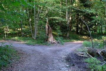 FU 2022-07-28 EckSchleswig 947 Im Wald ist eine Weggabelung