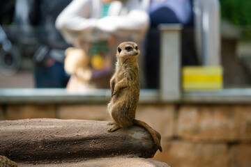 Erdmännchen im Wildpark