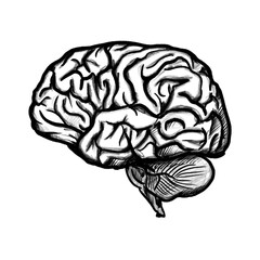 Brain (hand drawn/pencil and outline)