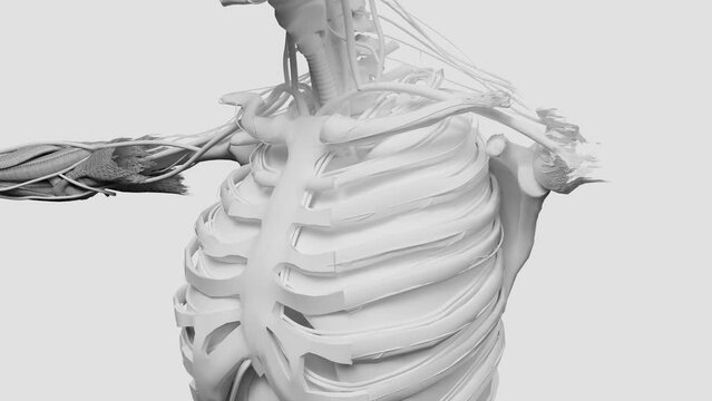 Mesmerizing Fusion Intricate Threadwork Forms Fascinating Human Anatomy, muscles, organs, bones, Abstract Human Form Revealed, Sewing, upper body muscle, male body, surgery, 3d render
