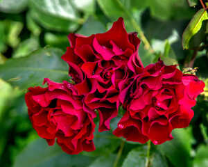 Three red red roses close-up on a background of green leaves. dew, drop