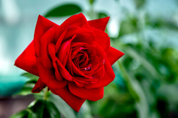 Red rose close-up on a background of leaves.