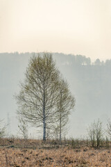trees in the fog in the field in early spring, nature series