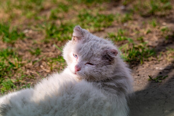 Naklejka na ściany i meble White cat with blue eyes lying on the green grass in the garden