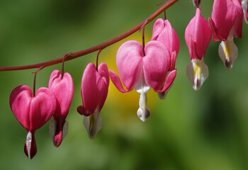 Dicentra plant with heart-shaped pink flowers