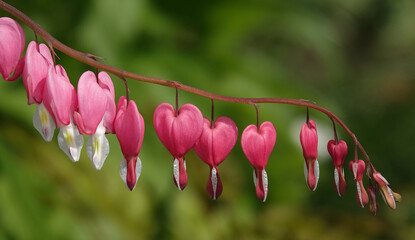 Dicentra plant with heart-shaped pink flowers