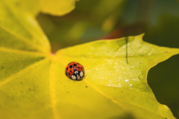 Ladybird on yellow leaf