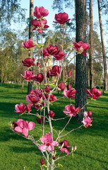 Magnolia liliaceae in bloom in spring