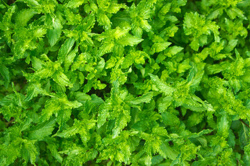 Mint bushes full screen. natural background