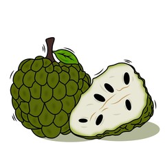illustration of a vector design of a ripe ilama, custard apple or srikaya fruit, a tropical seasonal fruit with a refreshing taste, sliced fruit flesh along with seeds.