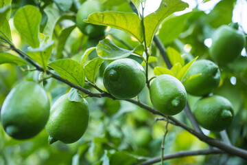 lemon fruits on the tree