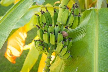 banana plant, Musa acuminata banana fruits