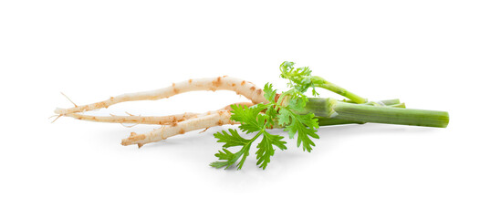 Flat lay of fresh organic coriander roots isolated on white background.