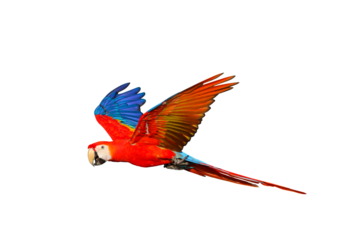 Scarlet macaw parrot flying isolated on transparent background png file