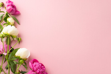 Fresh flowers concept. Above view photo of empty space with bright pink and white peony flowers and buds on isolated pastel pink background with copy-space