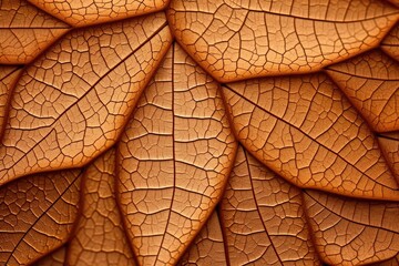 The texture of a dry tree leaf. Macro texture of foliage. Background herbarium.
