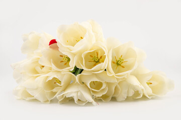 White spring tulips in on a white background. Spring concept.