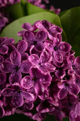 Obraz premium Lilac (lat.Syringa vulgaris) closeup in the spring on a black background.